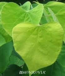 CERCIS_CAN_HEARTS_OF_GOLD_2.jpg